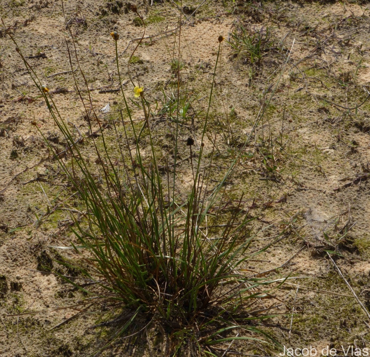 Xyris complanata R.Br.
